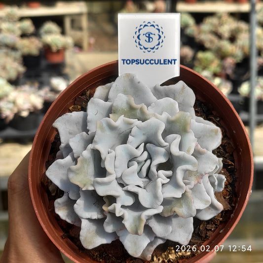 22850 Echeveria Crispate Beauty (11cm pot size)