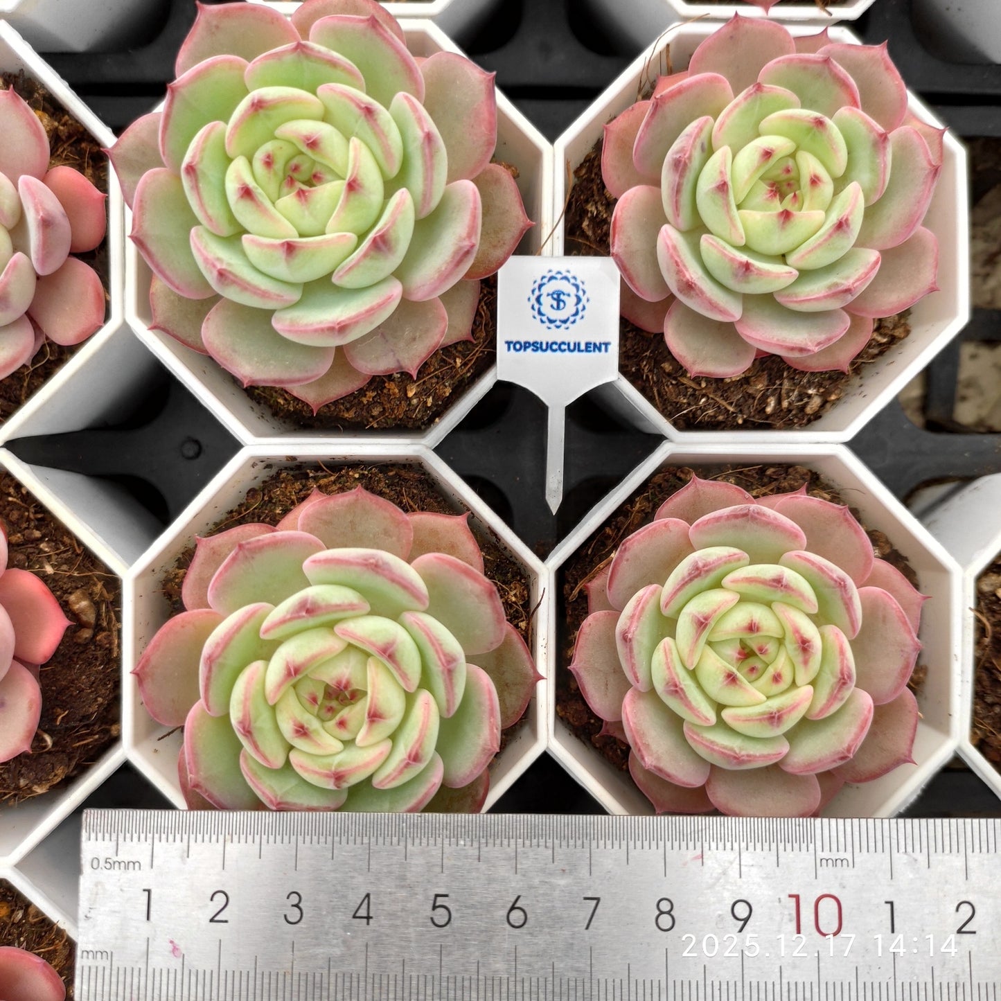 23777 Echeveria Enchanting Fairy Hyb (7cm pot size)