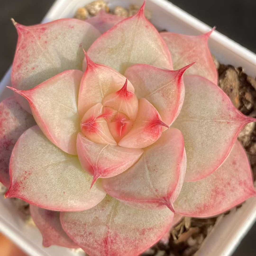 24833 Echeveria Swiss Roll (5.5cm pot size)