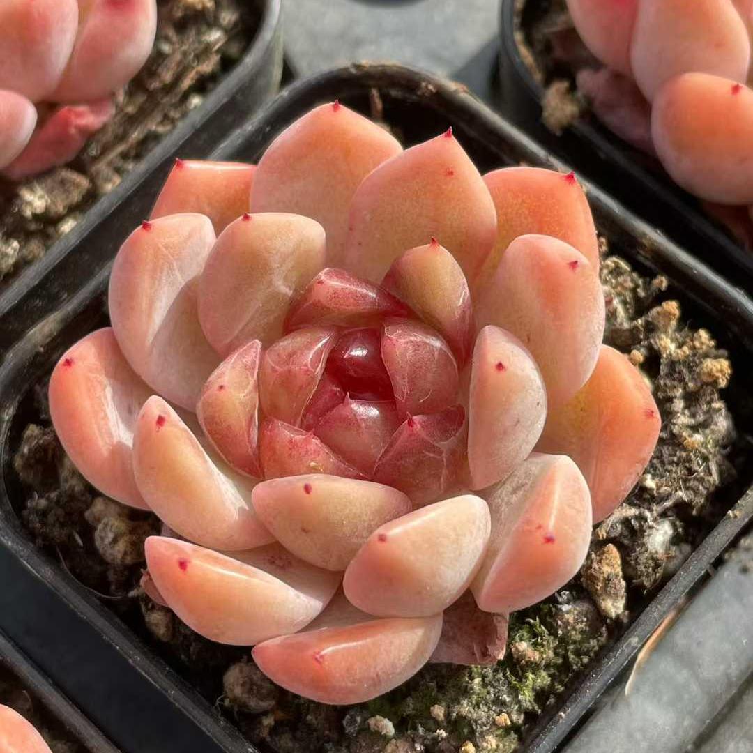 19217 Echeveria Amber Sovereign (5.5cm pot size)