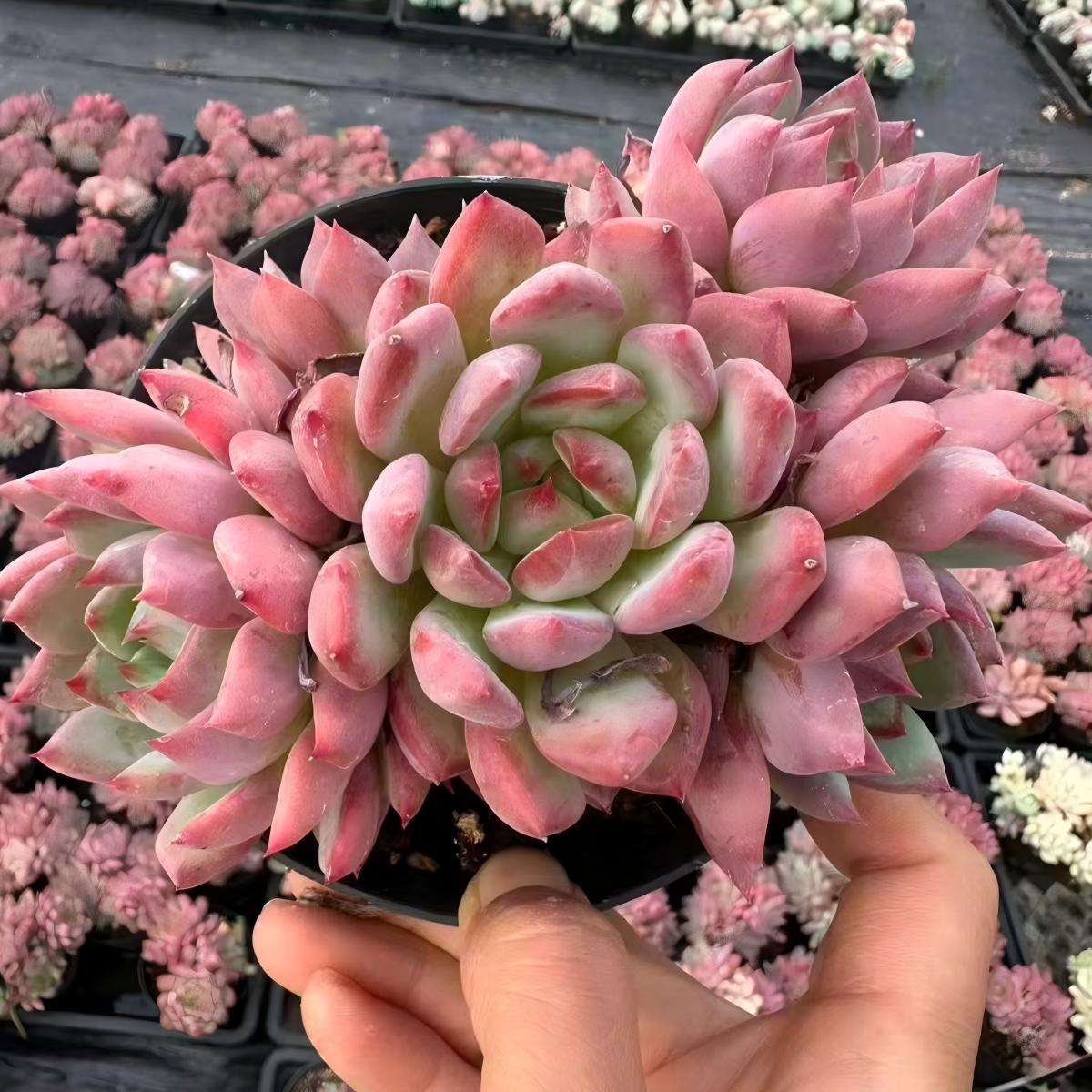 QNY179 Echeveria Grape Yoyo(12cm pot size)
