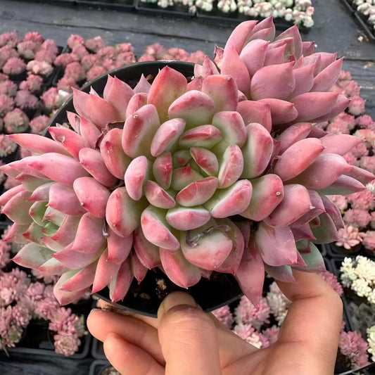 QNY179 Echeveria Grape Yoyo(12cm pot size)