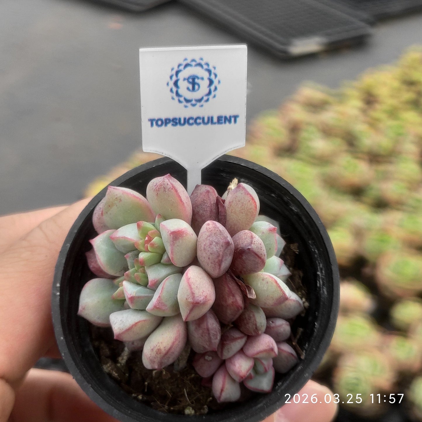 1759 Echeveria Subcorymbosa Lau 030 (5.5cm pot size)