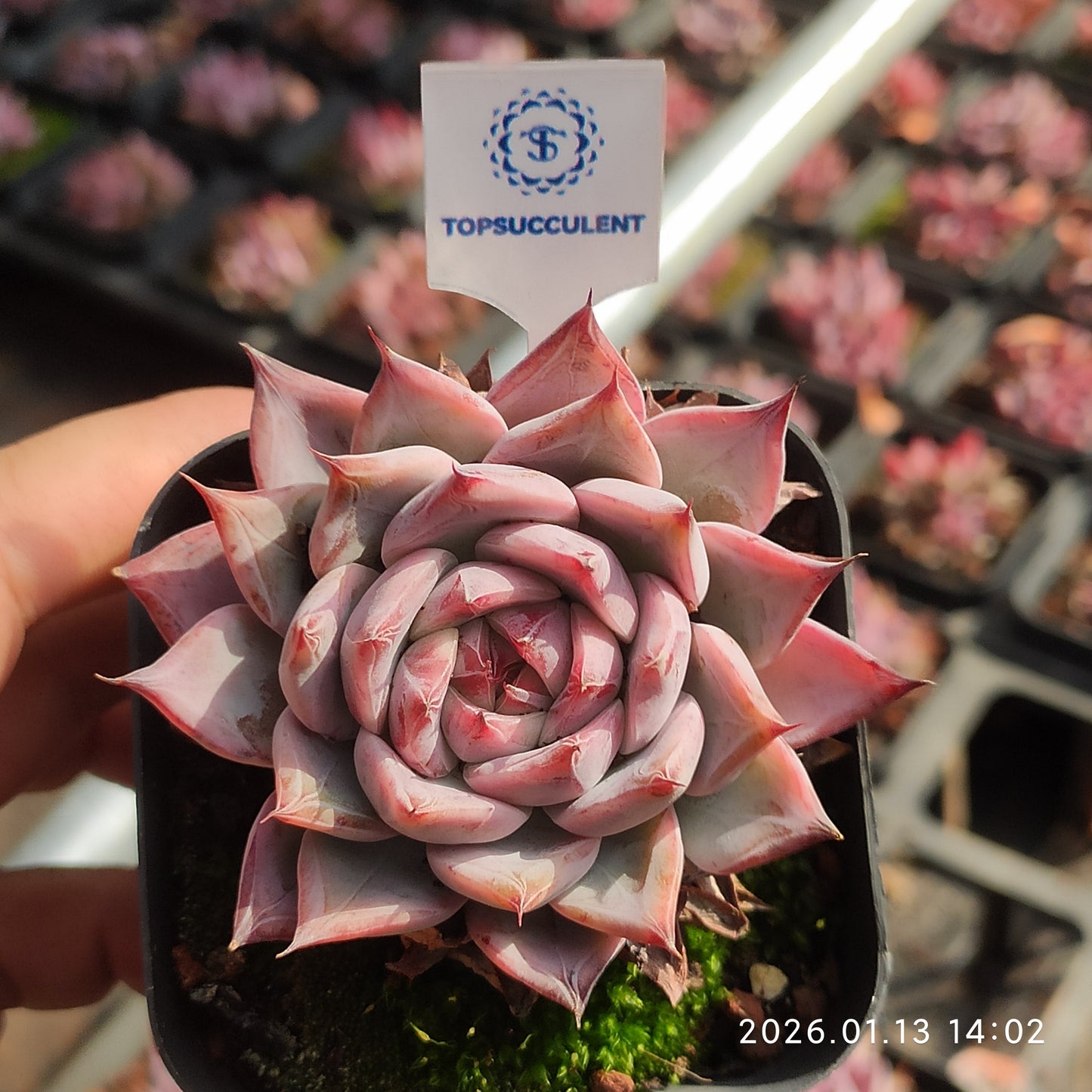 80521 Echeveria Black Swan (6.5cm pot size)
