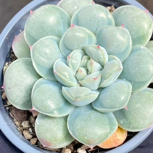 22800 Echeveria Abi Water Beads (9cm pot size)
