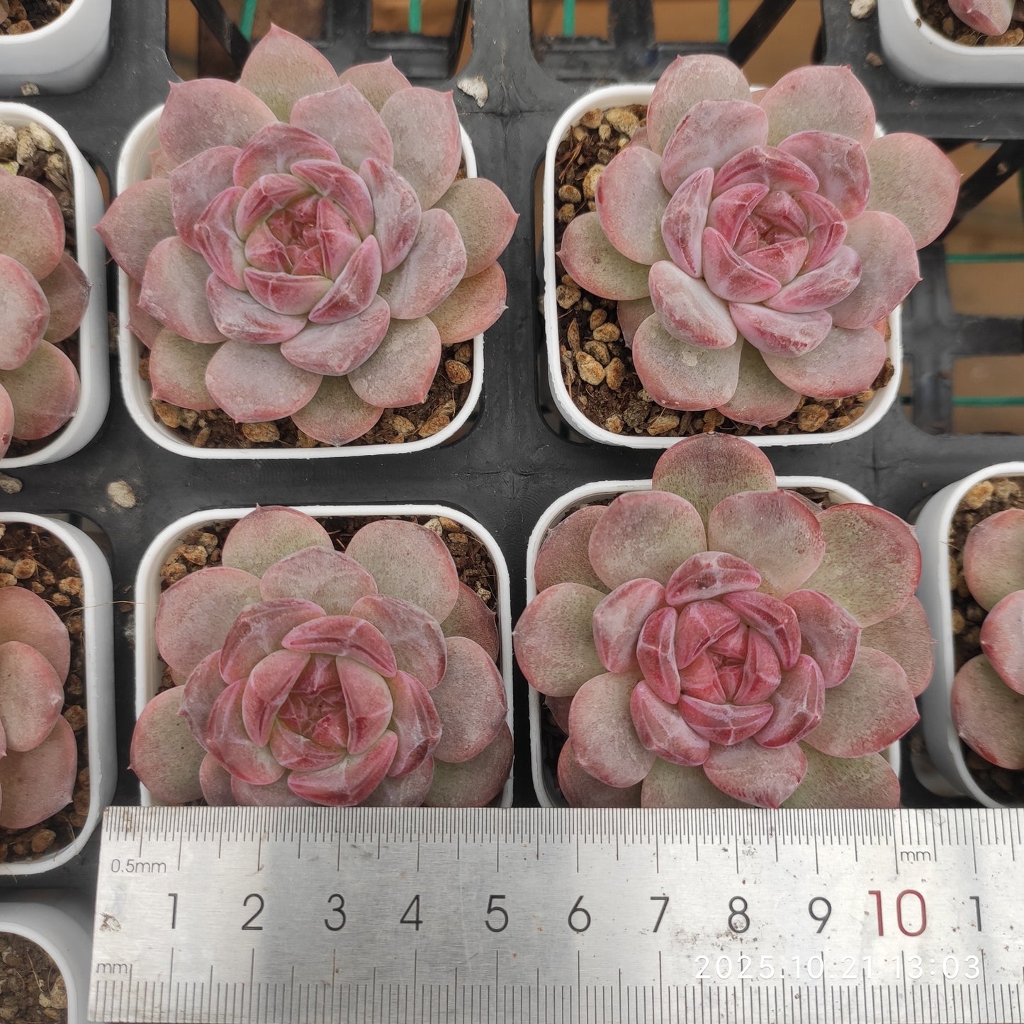 13733 Echeveria Snow Hibiscus (5.5cm pot size)