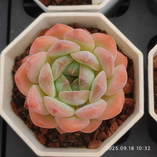 0215 Echeveria Lonely Heart (7cm pot size)