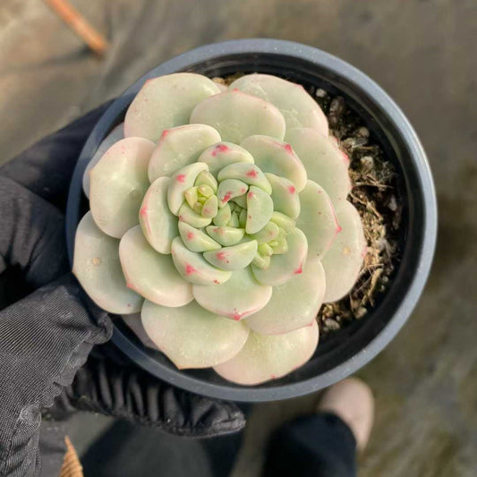 25371 Echeveria Banilabis Variegated (9cm pot size)