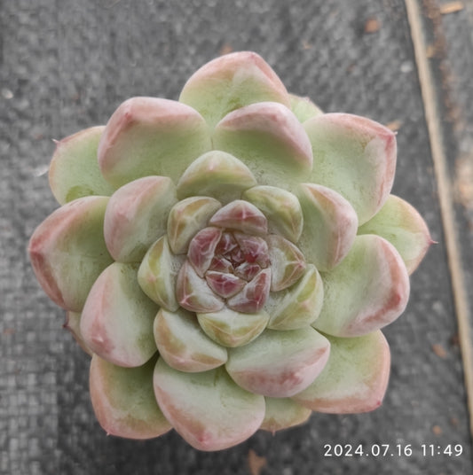 MMT310 Echeveria Ice Spirit