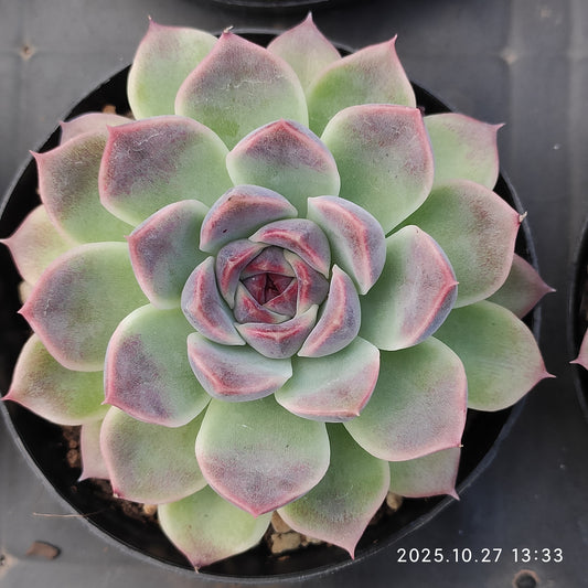 21802 Echeveria Black Queen Hyb (9cm pot size)