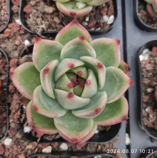 NGN195 Echeveria Blue Eyes Hyb