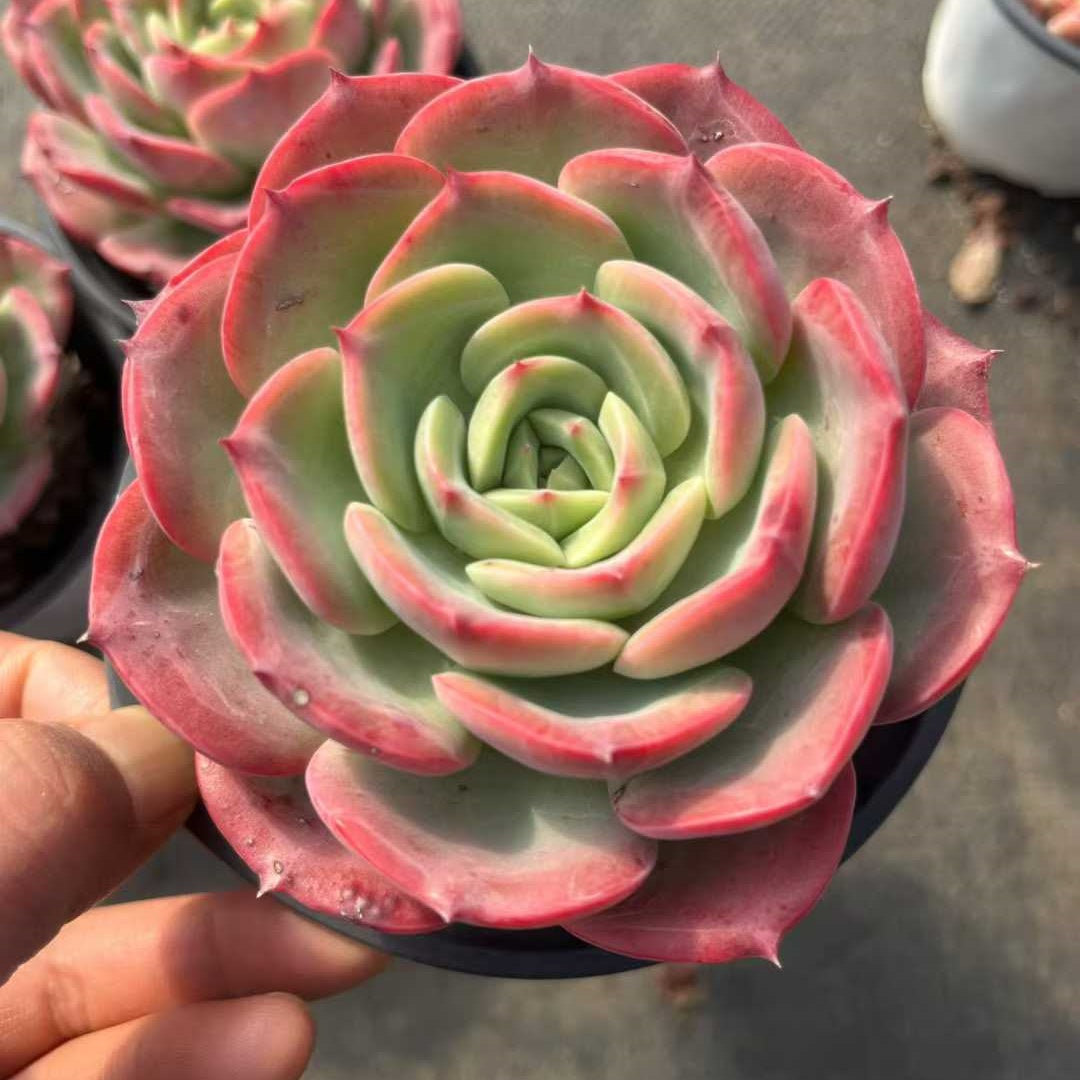 25310 Echeveria Sweet Princess (7cm pot size)