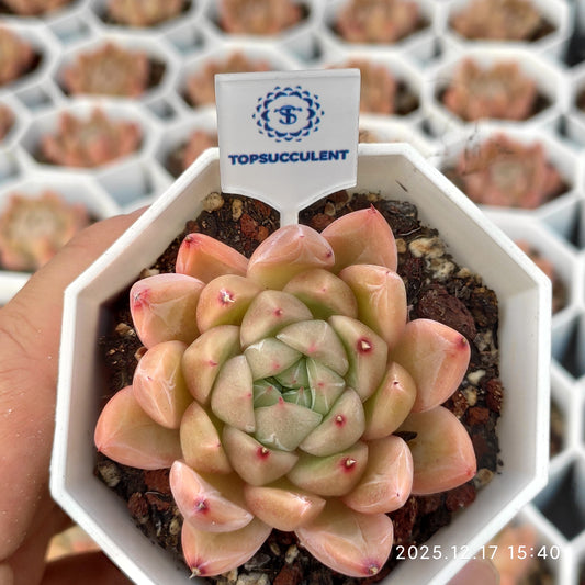 16414 Echeveria Malgan Hyb (7cm pot size)