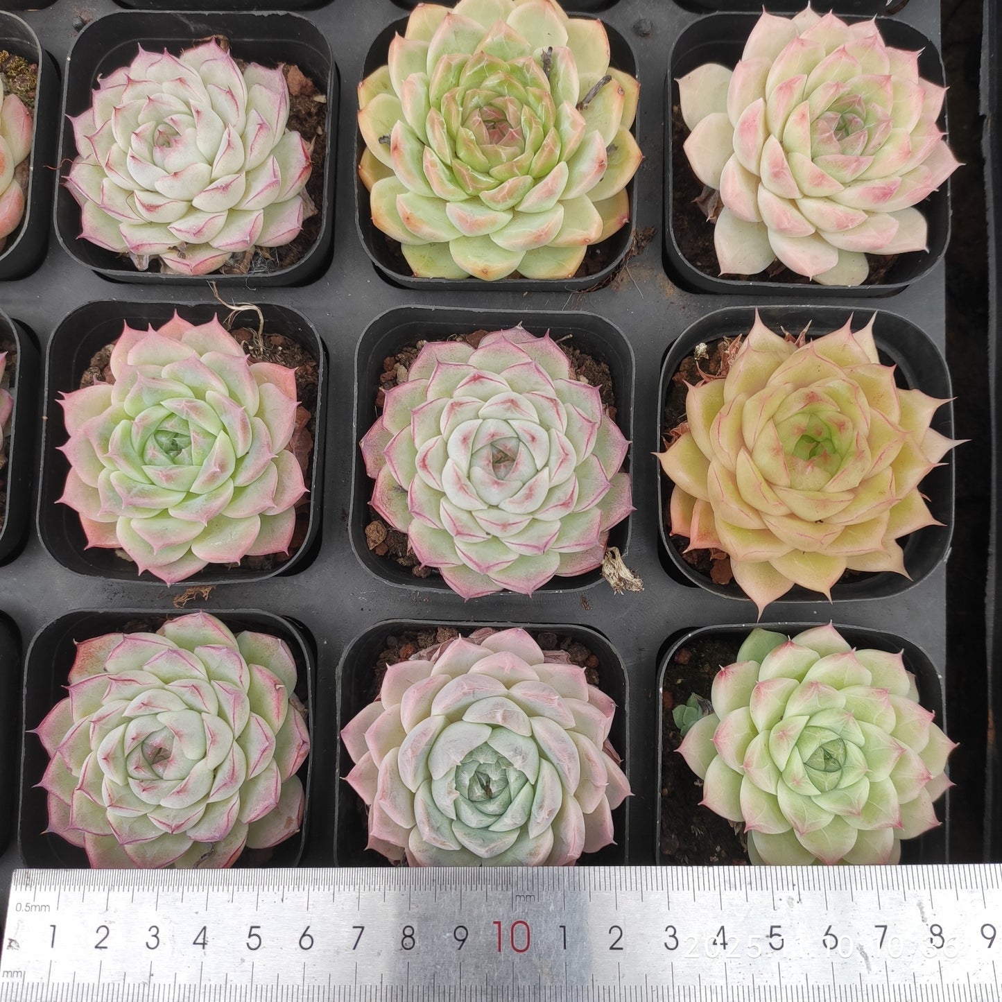 21106 Echeveria Hughmillus Hyb (6.5cm pot size)