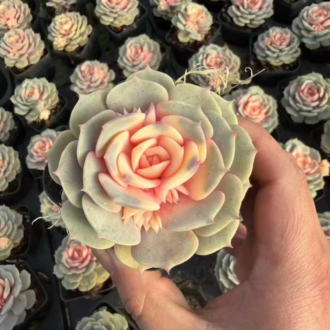 25158 Echeveria Pink Butterfly (6.5cm pot size)