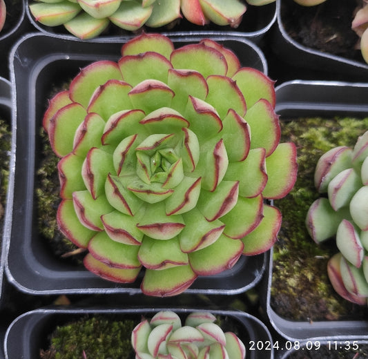 QN384 Echeveria Dream Rose