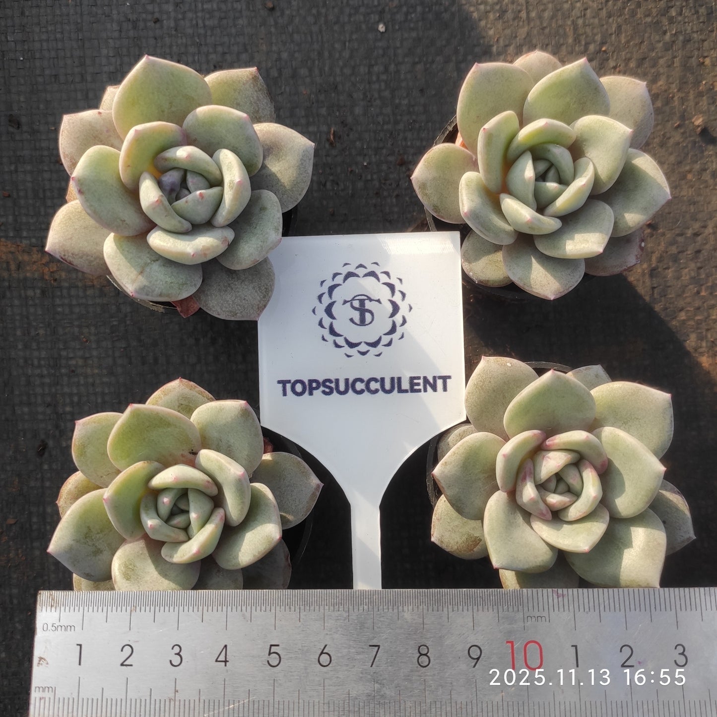 2644 Echeveria German Champagne (5.5cm pot size)