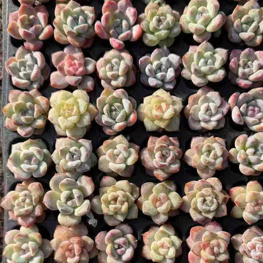 21502 Echeveria Ice Green Hyb (3cm pot size)