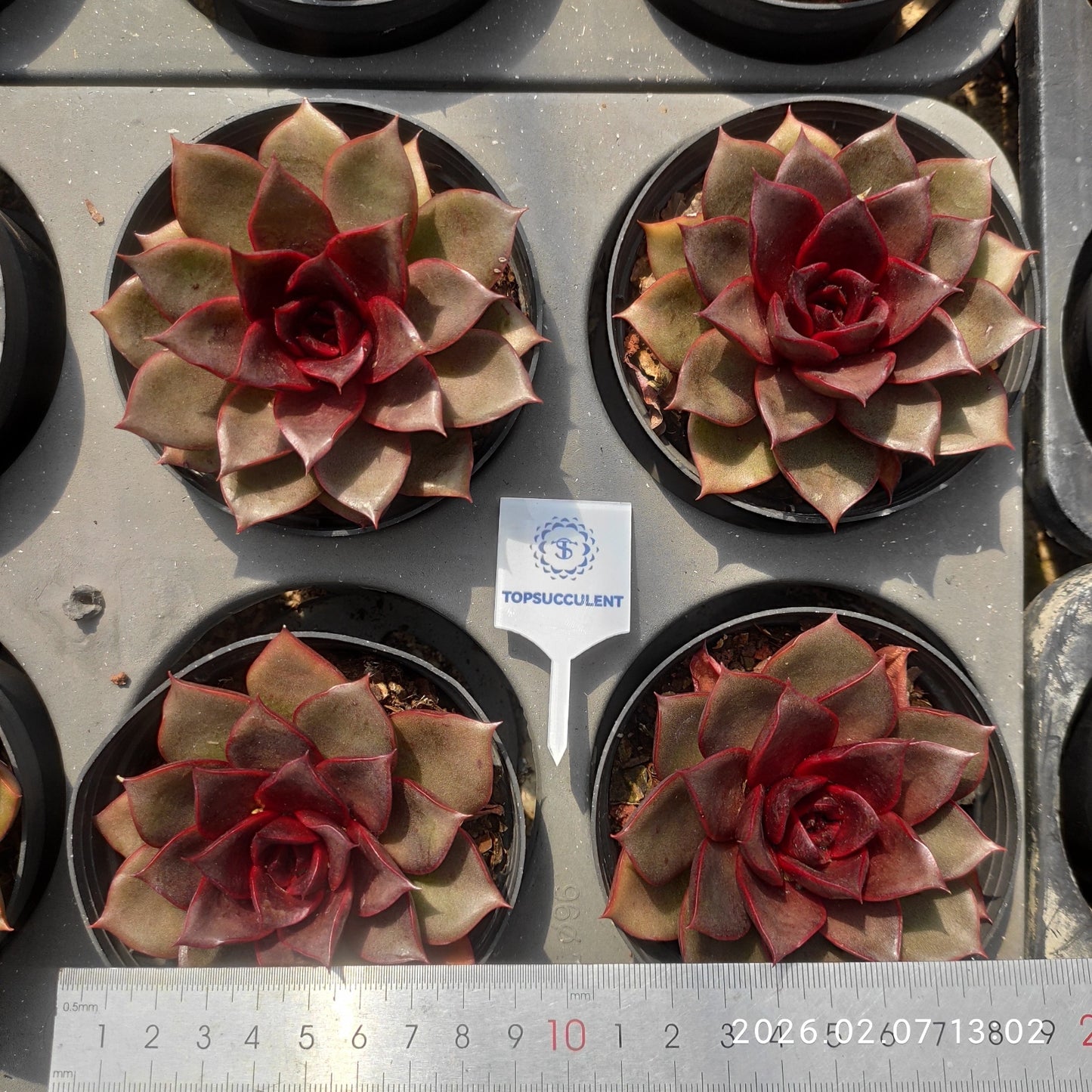 19834 Echeveria Blaze Rose (9cm pot size)