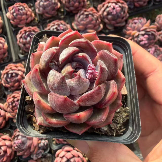 24962 Echeveria Cheese Blueberry (7cm pot size)