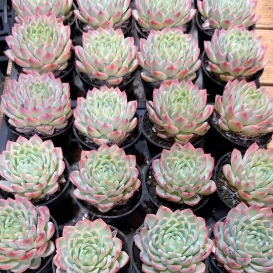 QNY185 Echeveria Crystal Grass(10cm pot size)