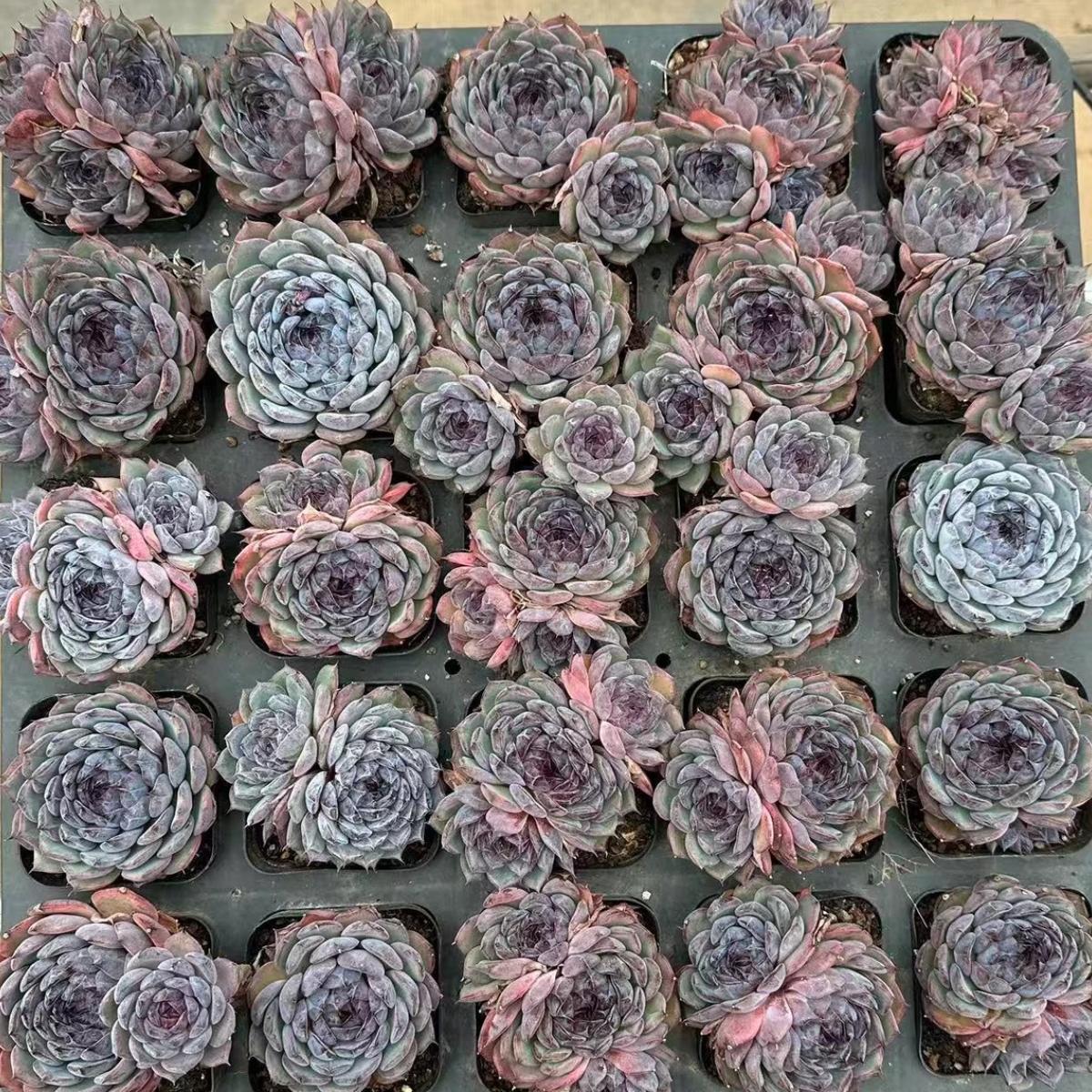 22631 Echeveria Blue Lover (7cm pot size)