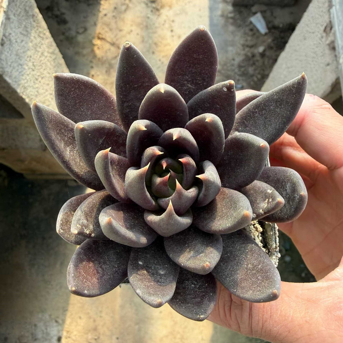 24933 Echeveria Dark Knight (7cm pot size)