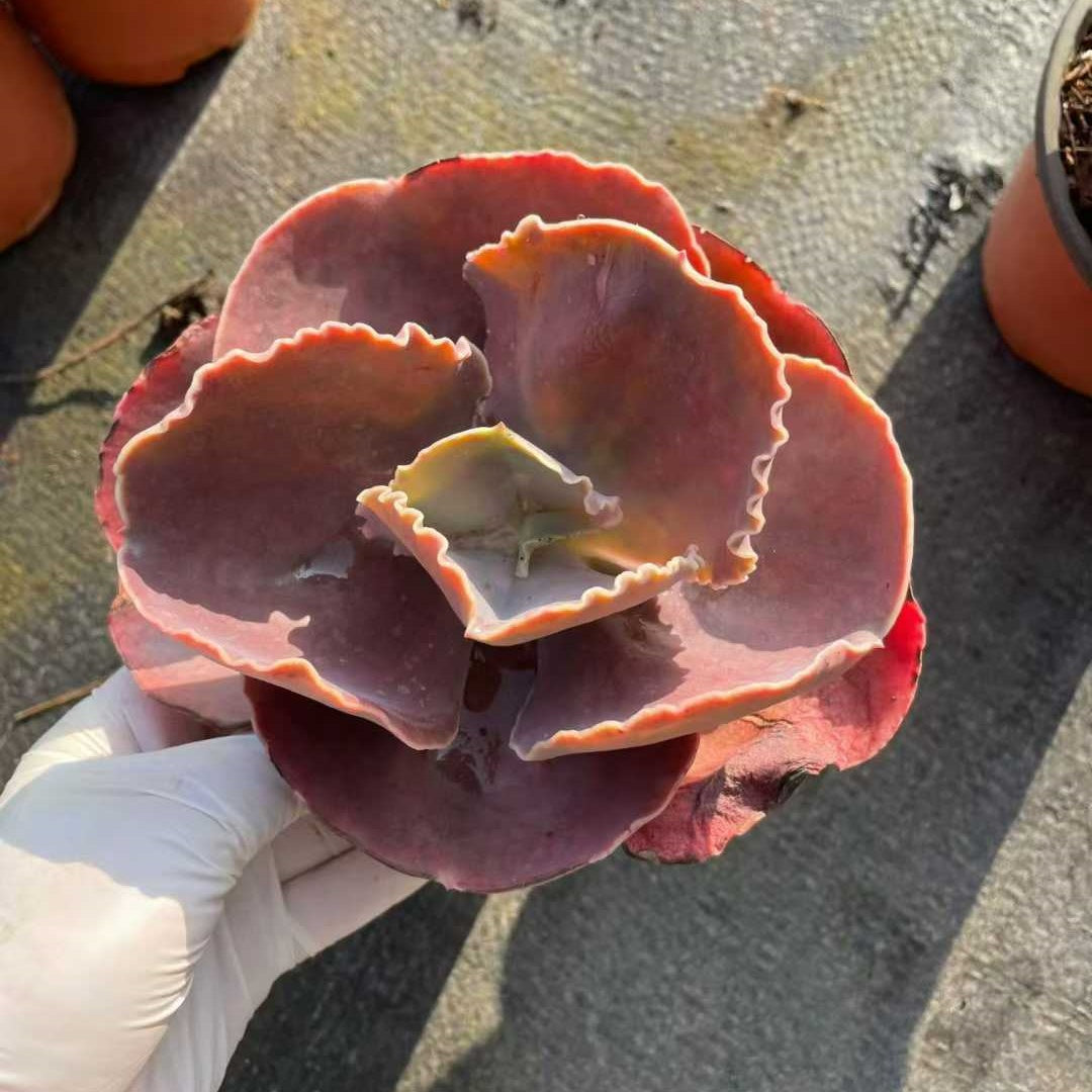 26066 Echeveria France Queen (12cm pot size)