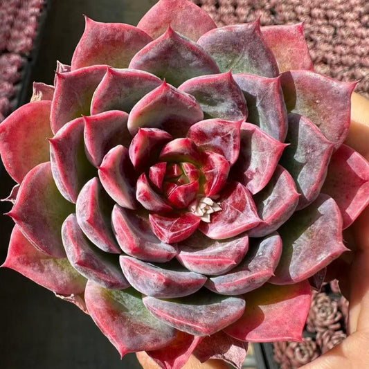 22634 Echeveria Obsessed (5cm pot size)