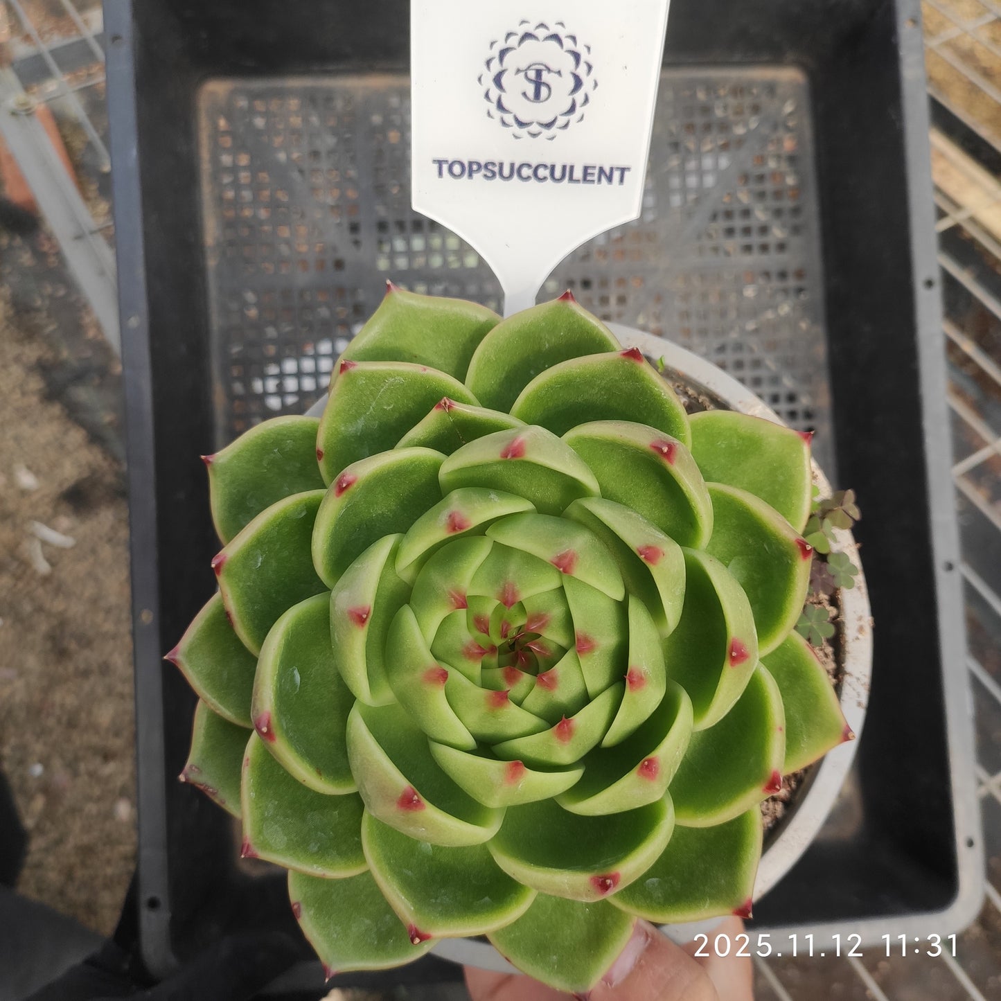 18610 Echeveria Blue Dragon (16cm pot size)