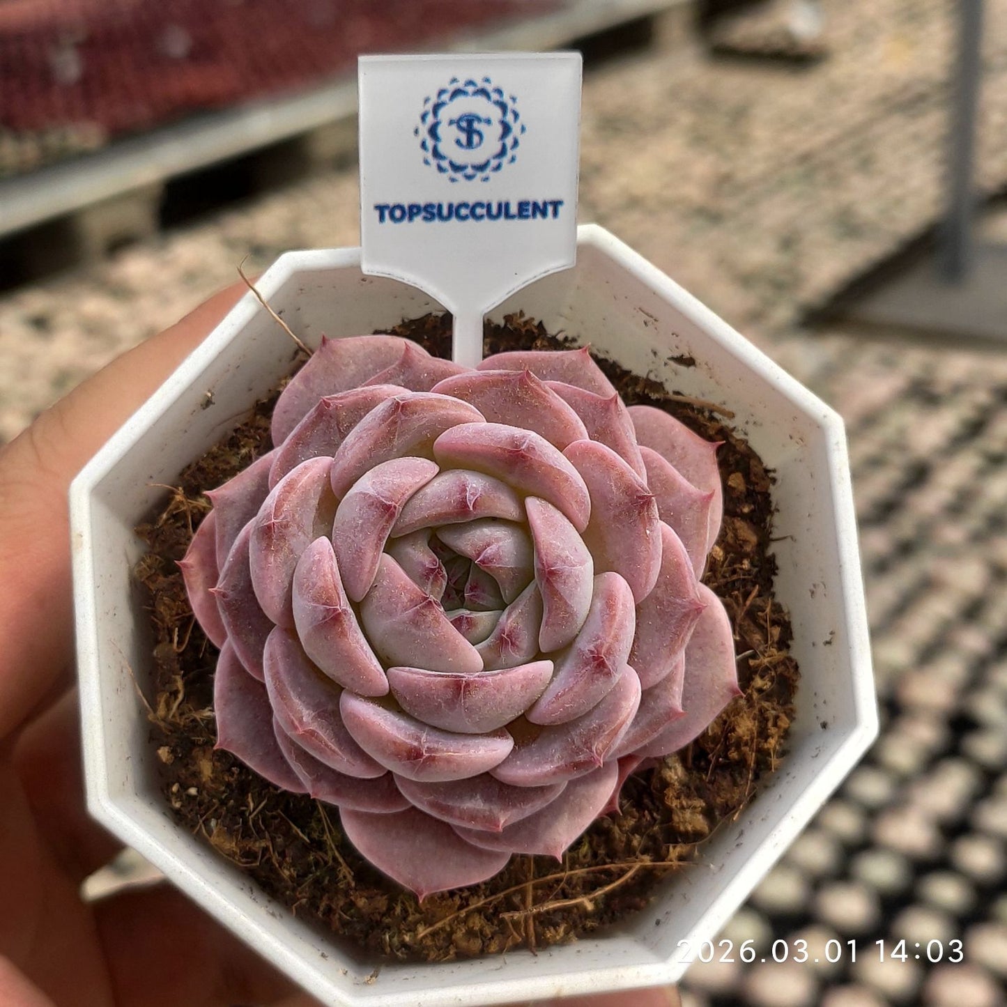 360128  (7cm pot size)