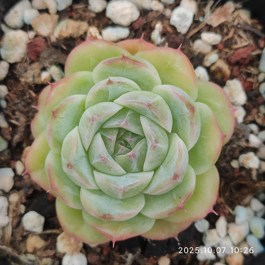 XQ1437 Echeveria Annie Hyb(7cm pot size)