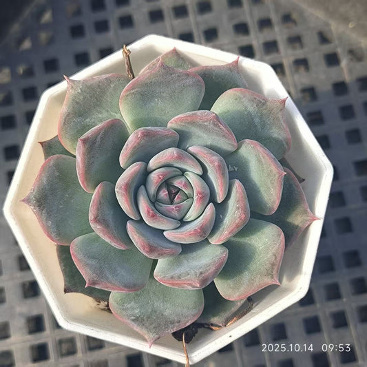 LYC101 Echeveria Caroline(7cm pot size)