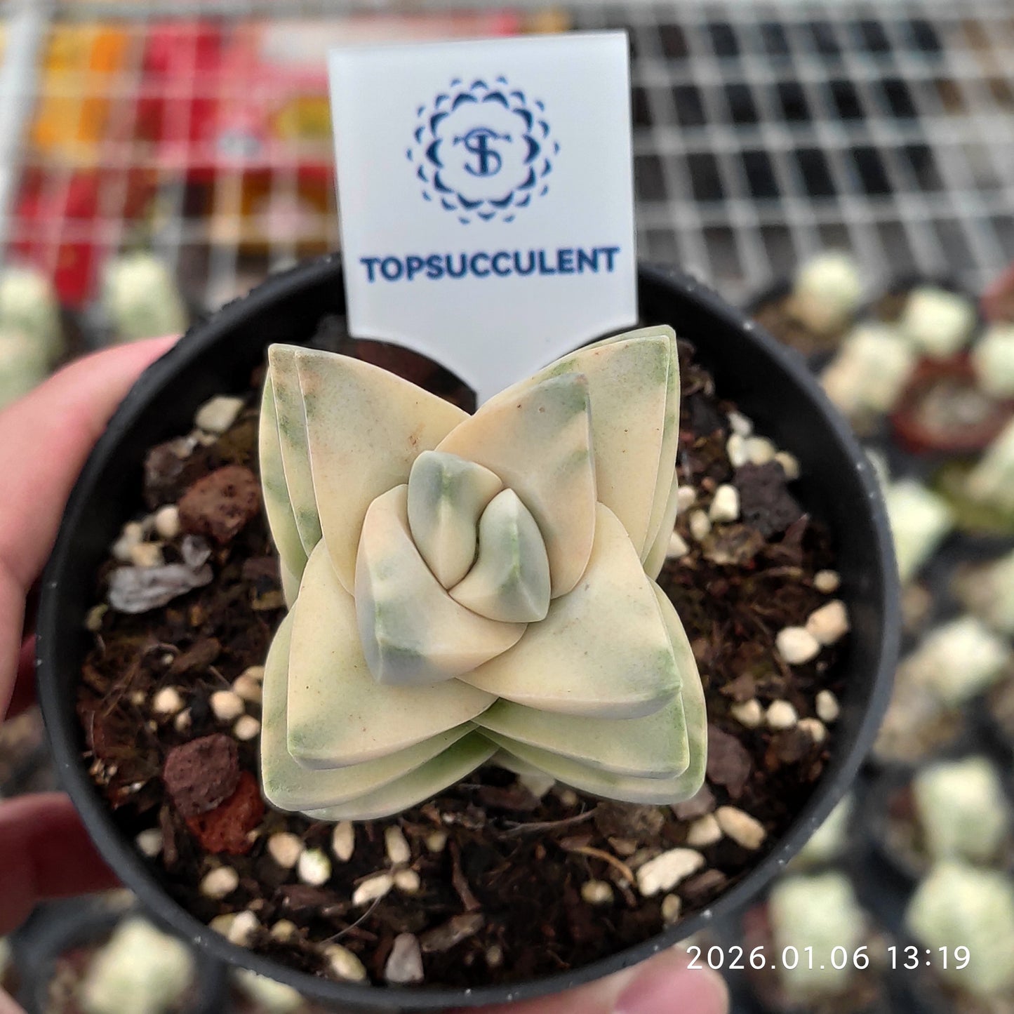 22261 Crassula Moonglow Variegated (9cm pot size)