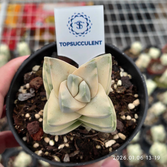 22261 Crassula Moonglow Variegated (9cm pot size)