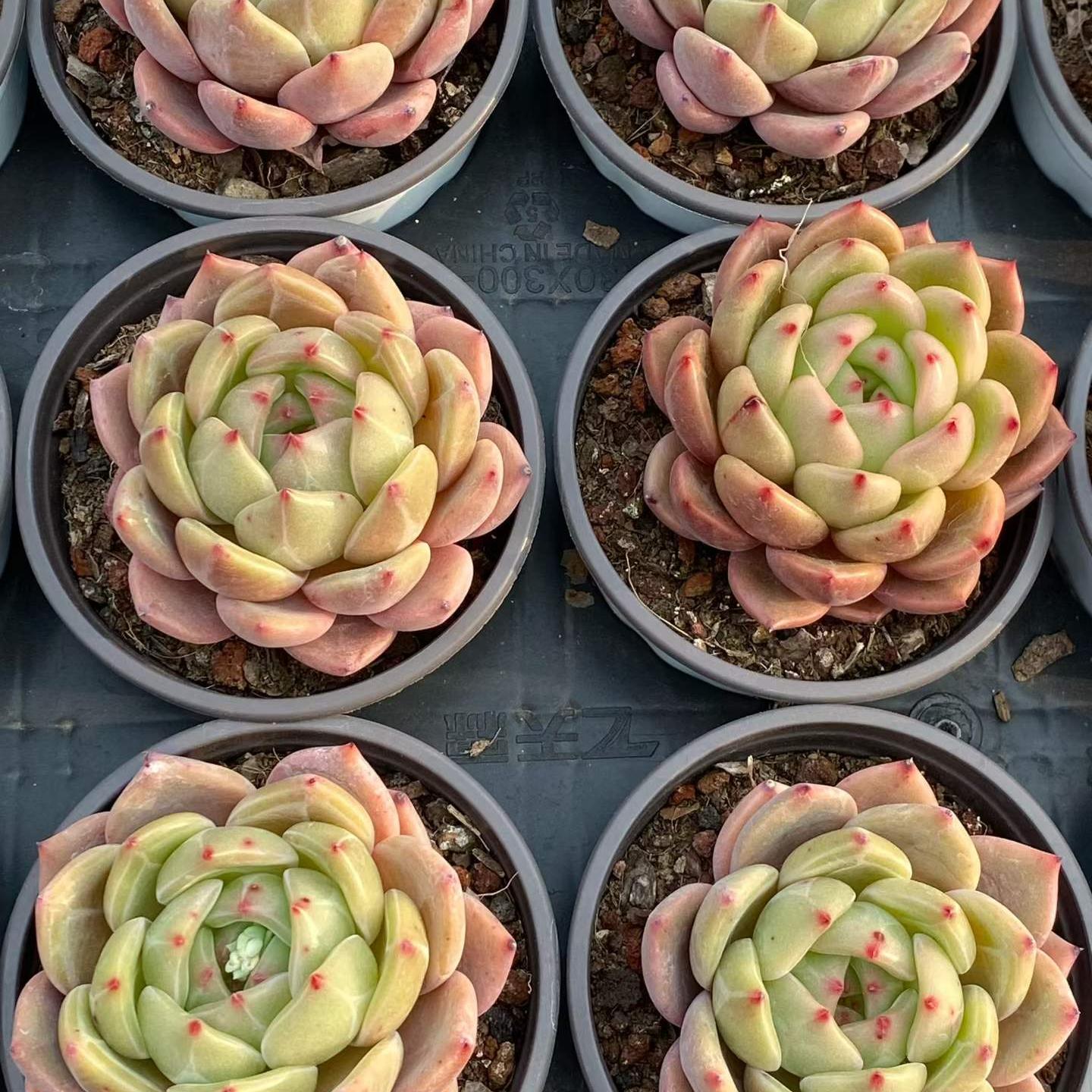 25750 Echeveria Orange Monroe Q (9cm pot size)
