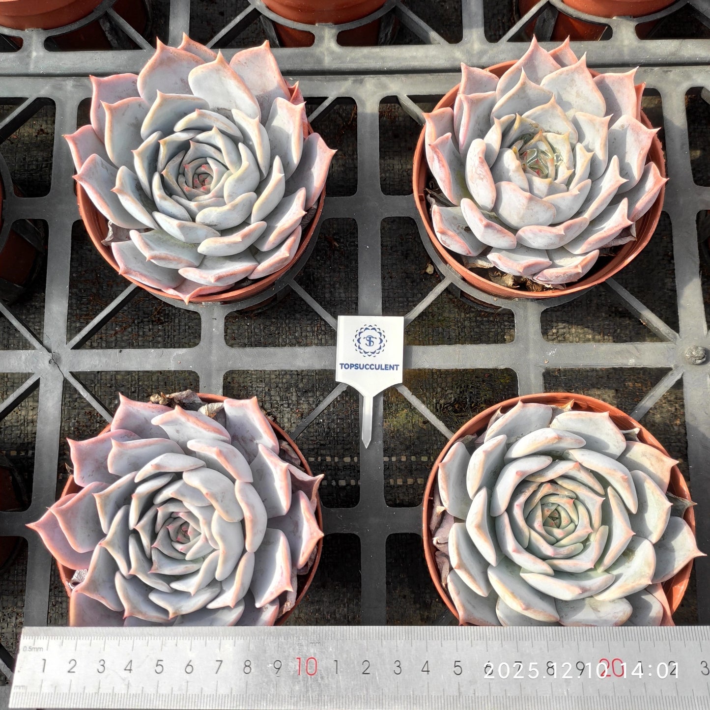 9731 Echeveria Lucina (12cm pot size)