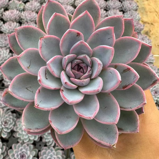 QNY204 Echeveria Jade-faced Fox(10cm pot size)