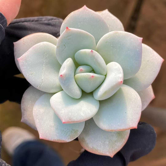 22787 Echeveria Star Monroe Hyb (5.5cm pot size)