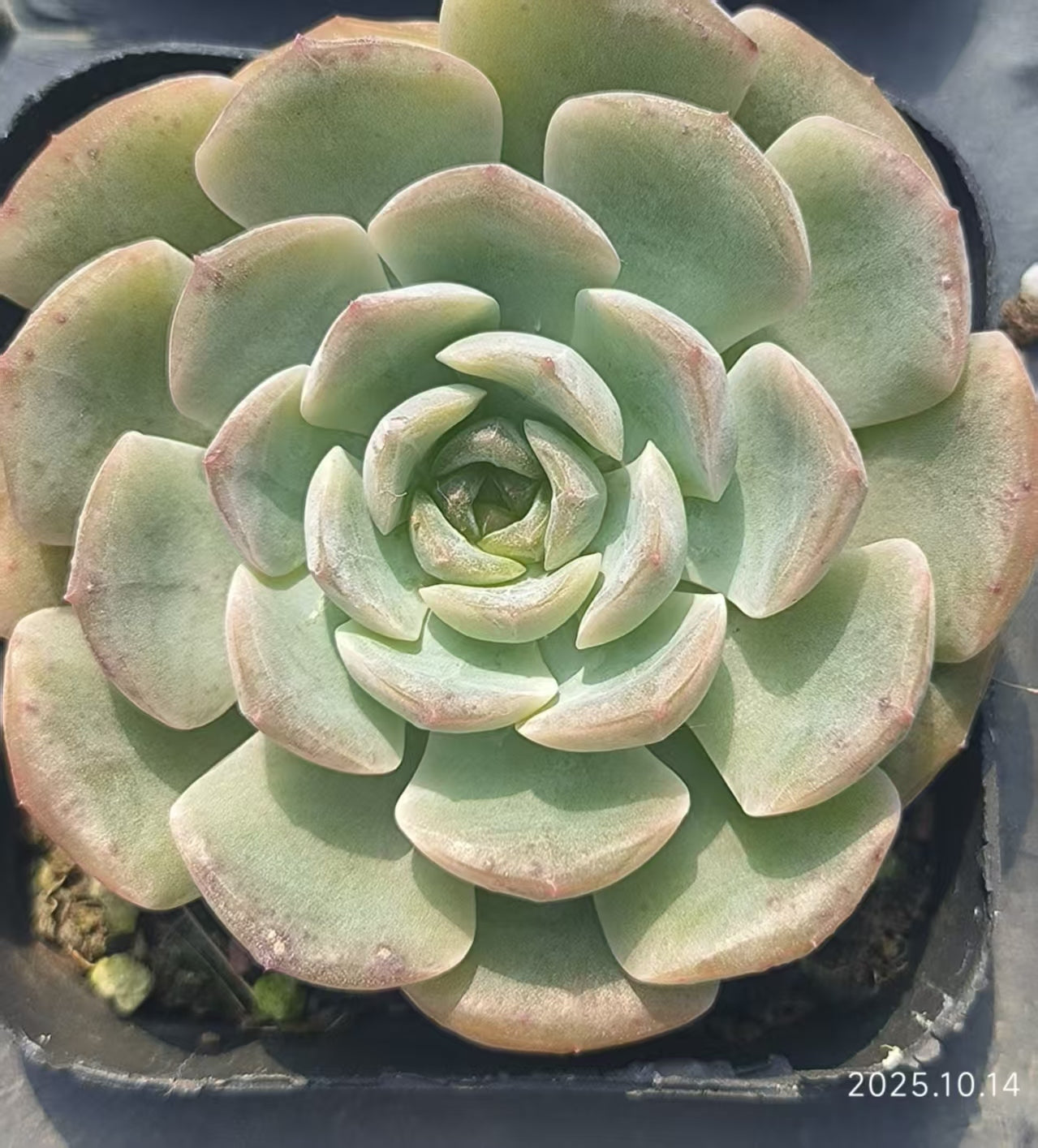 21412 Echeveria Ice Crystal (6.5cm pot size)