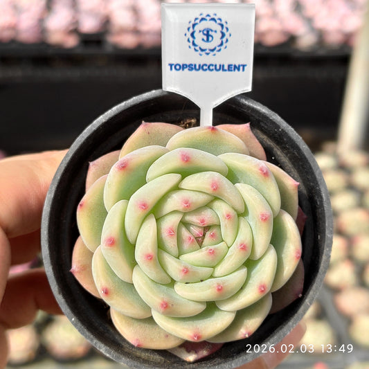 25664 Echeveria Pink Paws (6cm pot size)