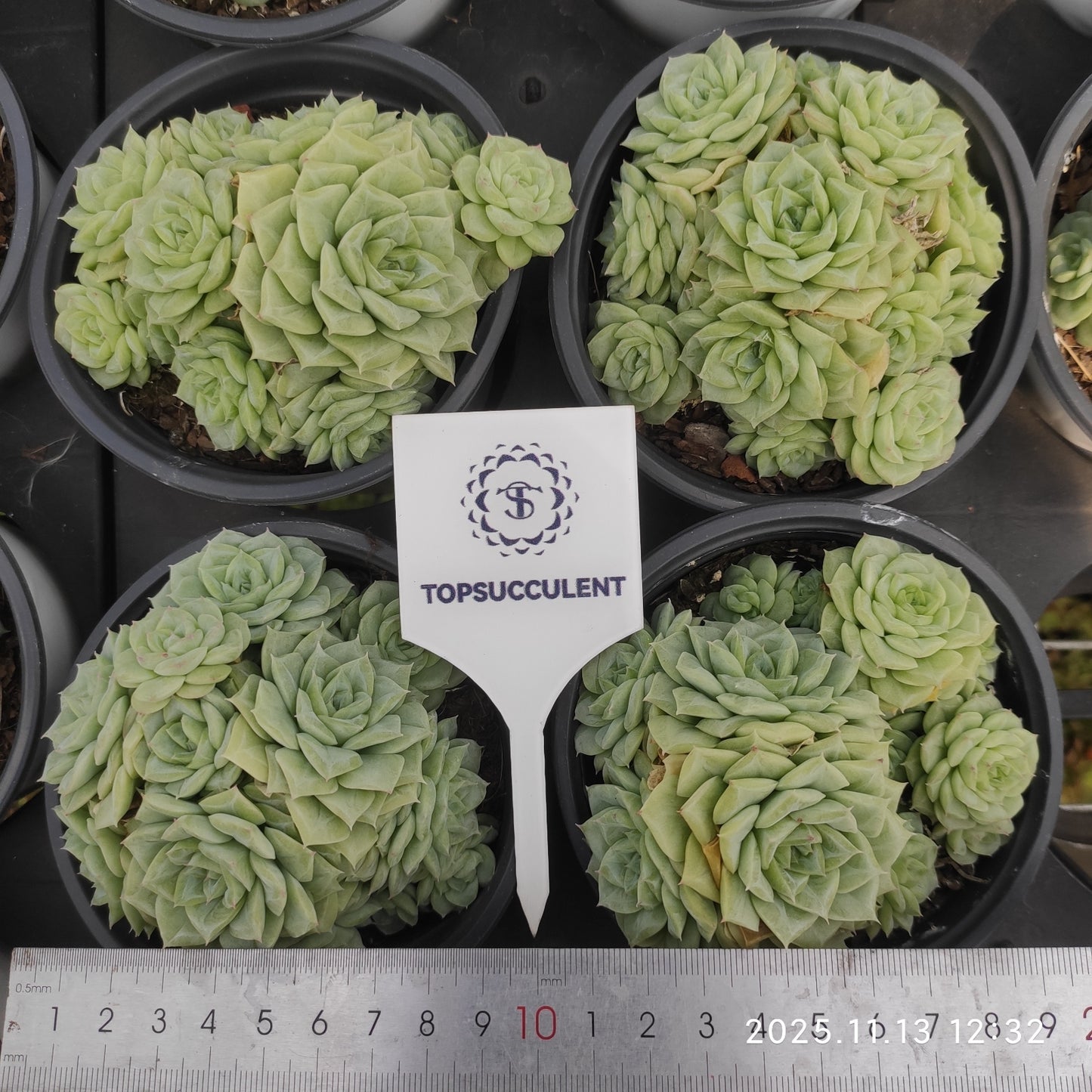 20050 Echeveria White Swan (11cm pot size)