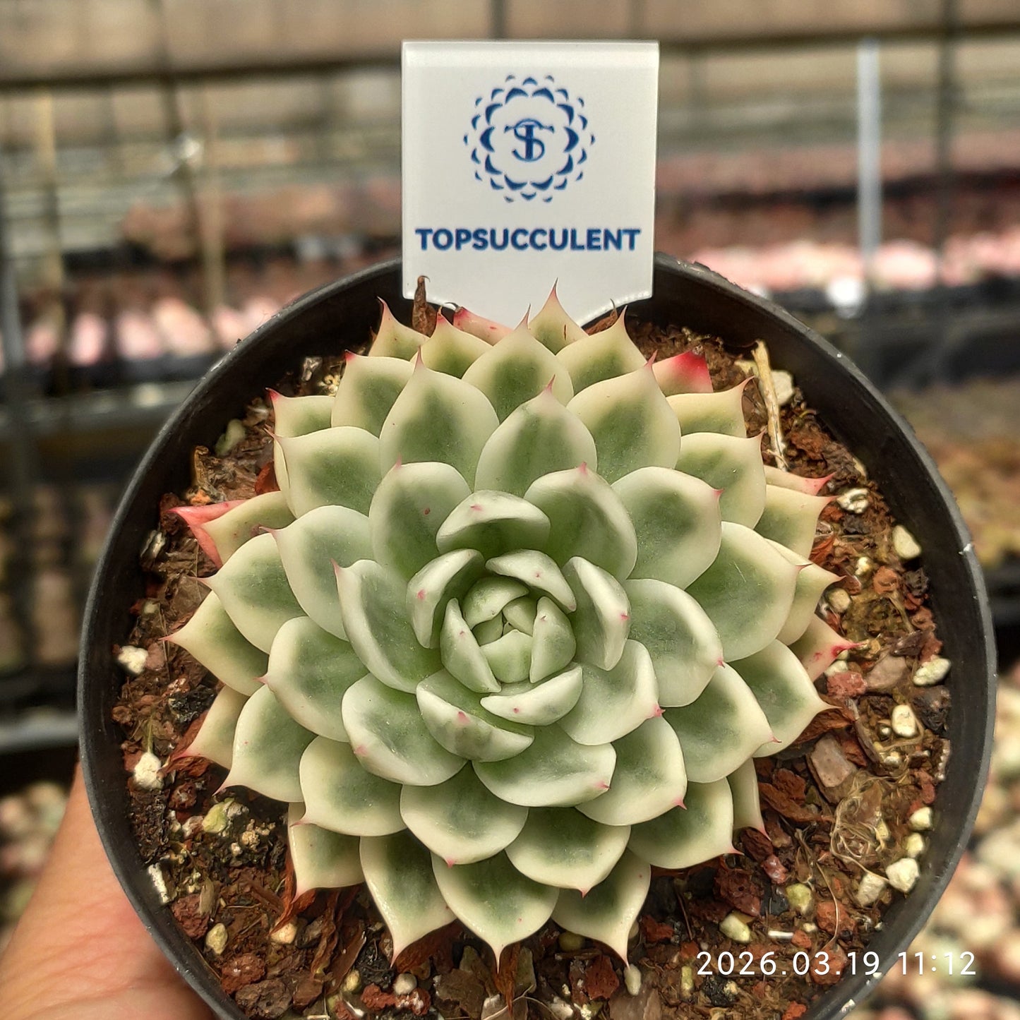 22267 Echeveria Butterfly Variegated (11cm pot size)