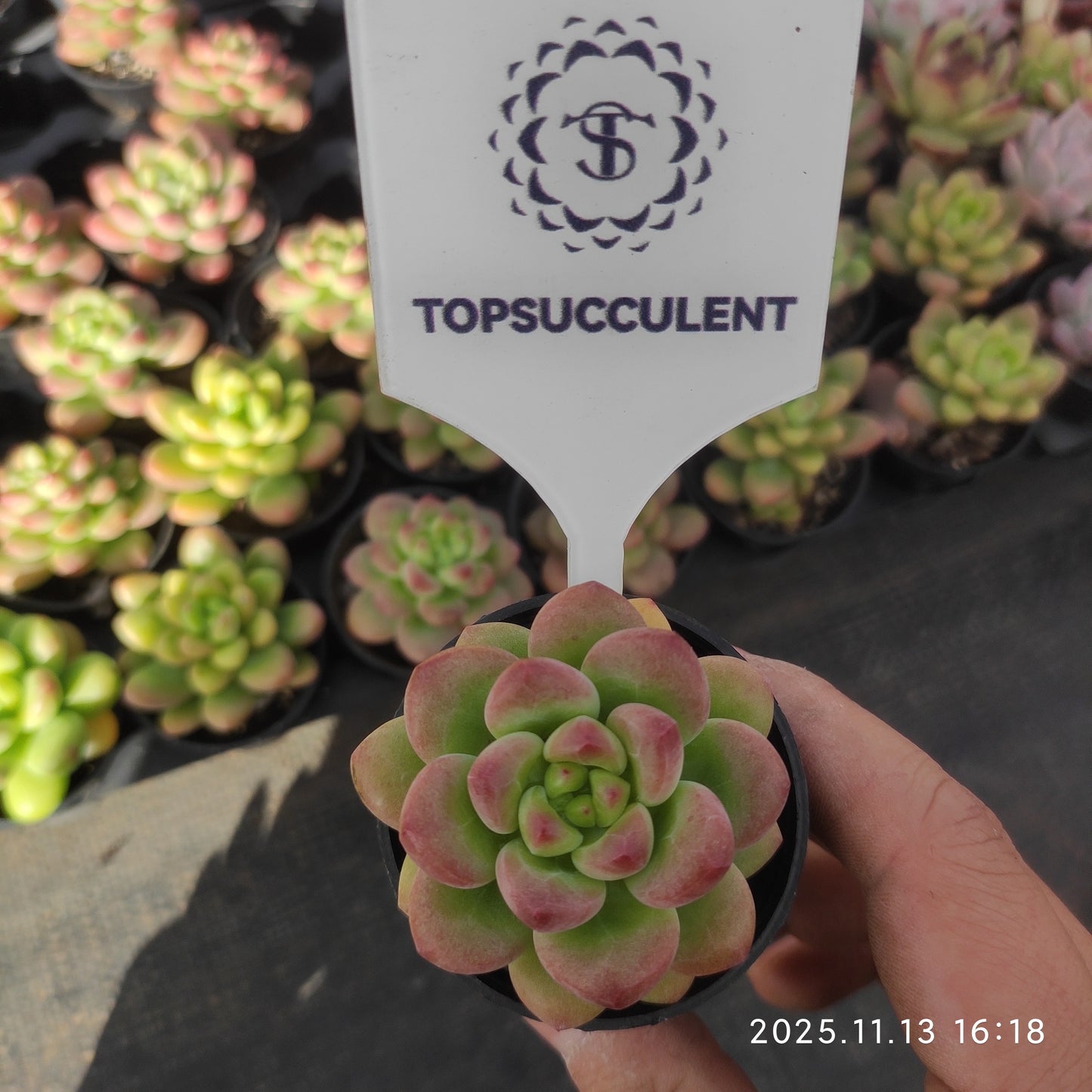 0760 Echeveria Shangri-La (5.5cm pot size)