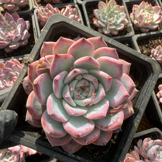 26223 Echeveria Original Colorata (12cm pot size)
