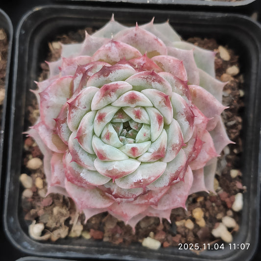 18894 Echeveria Red Velvet (7cm pot size)
