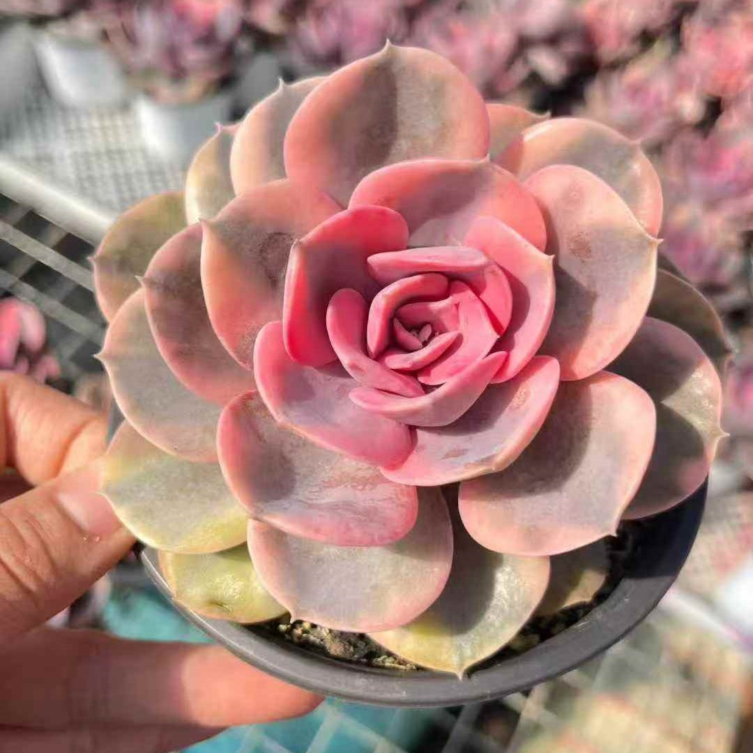 23641 Echeveria Rainbow Variegated (12cm pot size)