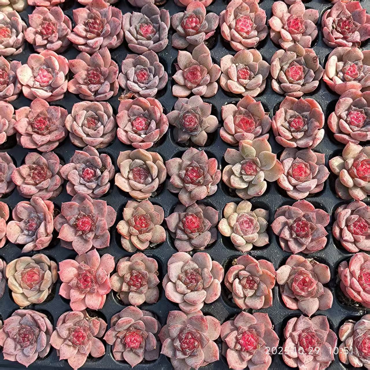 21701 Echeveria Spirit Fairy (3cm pot size)