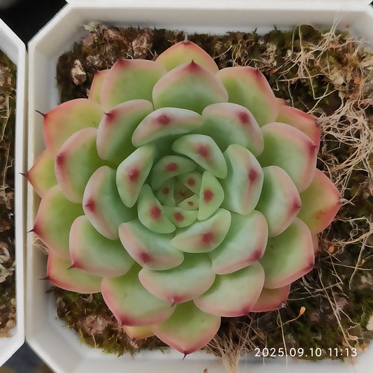 HG067 Echeveria Amazing Grace x Suckyoung(7cm pot size)