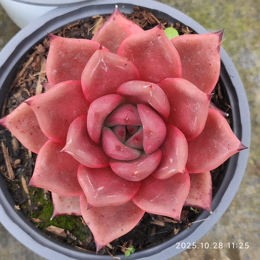 18401 Echeveria Blood Romeo (12cm pot size)